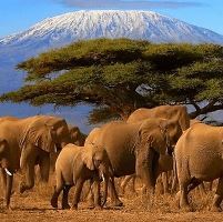 Family safari adventures in Kenya